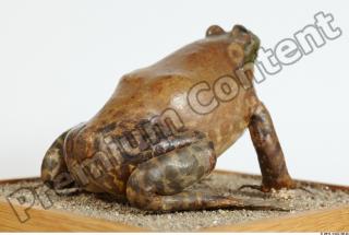 Bullfrog Rana catesbeiana 0052